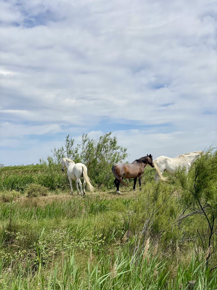 White Camargue horses in the reeds